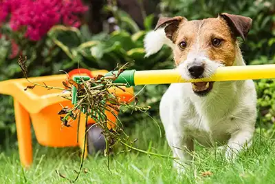 Extreme Comfort Dog spring checklist for hvac system