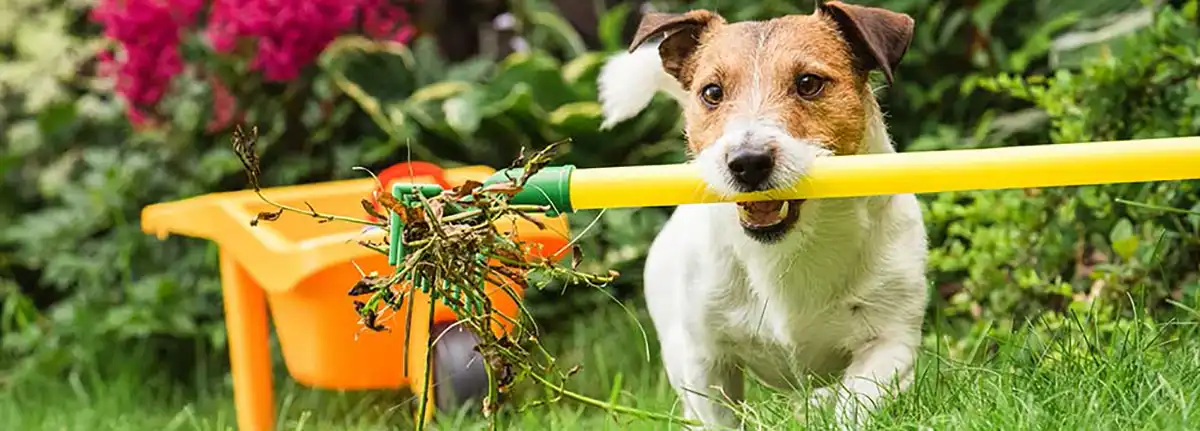 Cute dog helping with the Spring Checklist For Your HVAC System