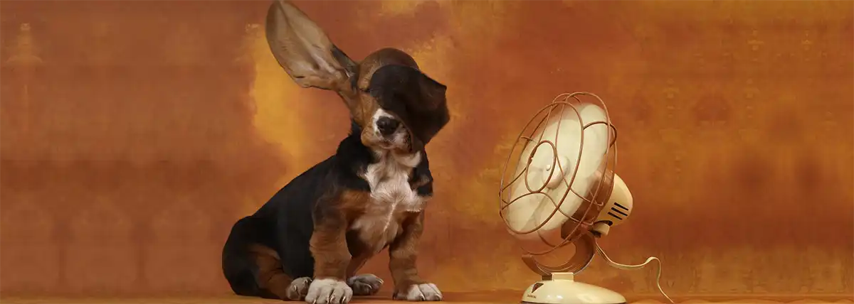 basset hound staying cool dog cooling off by a fan wondering how long do ac units last in Texas